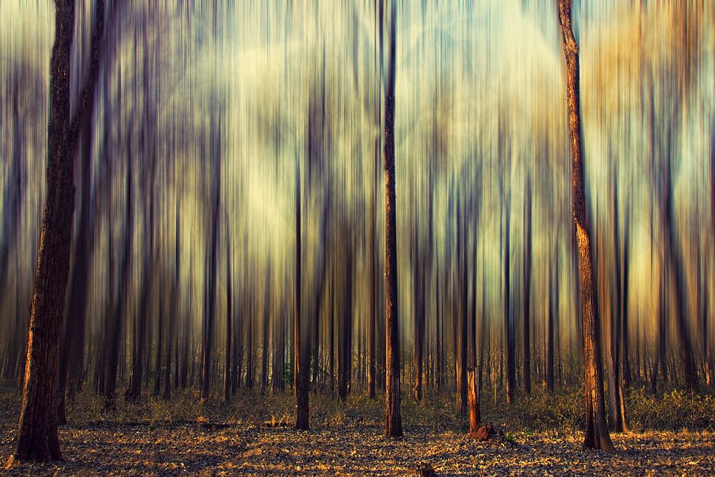 Vinoth Chandar, "My Forest Dream is Still a Dream," Flickr.